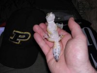 Chillin(Jarod's Gecko that he bought from me).jpg