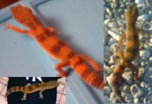 vincesgeckos.jpg