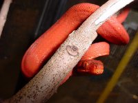 amazon tree boa male cb 289-2.jpg
