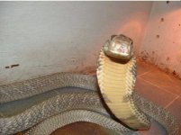 crap enclosure 1.jpg