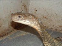 crap enclosure 2.jpg