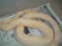female albino1.jpg