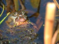 DSCF0200breeding frogs.jpg