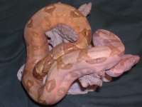 a14april2006 016.jpg