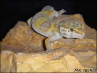 brownie14.jpg