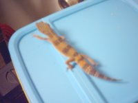 vincegeck2.jpg