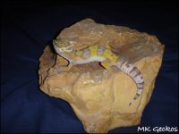brownie13.jpg