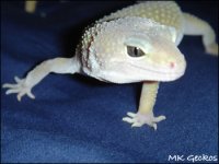 pinky11.jpg