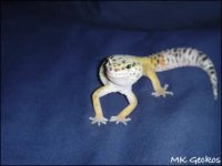 spaz10.jpg