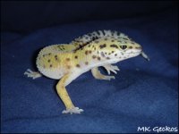 spaz11.jpg
