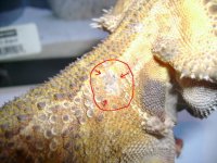 Nitro's wound 1.jpg