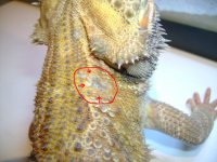 Nitro's Wound 2.jpg