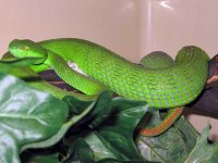 Female White-lip 06' Gravid.jpg