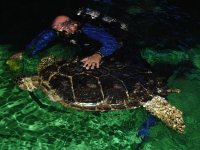 feedingturtle.jpg