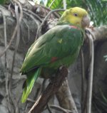 prettybird.jpg
