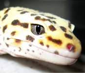 closeup.JPG