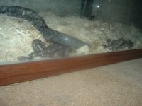 rosies babies 002.jpg