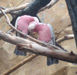 prettybirds.jpg