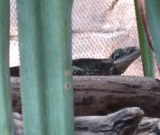 lizard.jpg