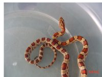 ssnake1.jpg