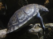 sleepingturtle.jpg
