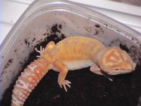hybino 008.jpg