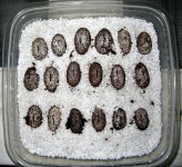 eggs.JPG