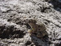 Canyon Tree Frog 1.JPG
