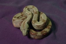 druantia7small.jpg