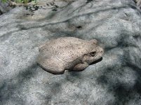 Canyon Tree Frog 2.jpg