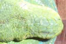 snout scales small.jpg