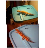 pic1pic2(2).jpg