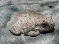 Canyon Tree Frog 3.jpg