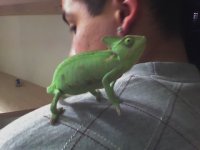 0.1 chameleon.jpg