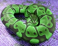 green.jpg