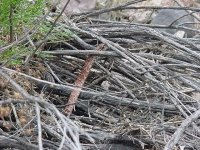 Red Coachwhip.JPG