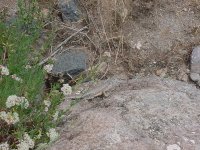 Zebratail Lizard.JPG