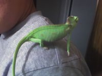 0.1 chameleon 1.jpg