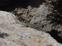 Tree Lizard 2.JPG