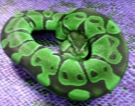 green.jpg