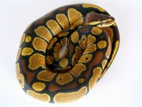 12025male22$250.00dscn2669.jpg