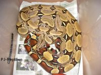 Boa Pix 002.jpg