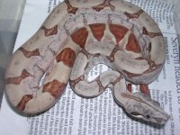 poss super hypo 06 003.jpg
