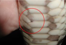 bpticks001.jpg