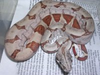 poss super hypo 06 005.jpg