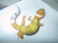 hypocarrottailfem1.jpg