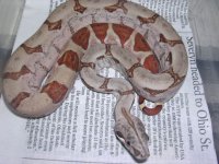 poss super hypo 06 001.jpg