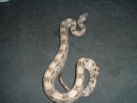 Argentine Boa 001 (2).jpg