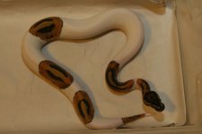pied2.jpg
