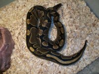 b-day-snakes 016.jpg